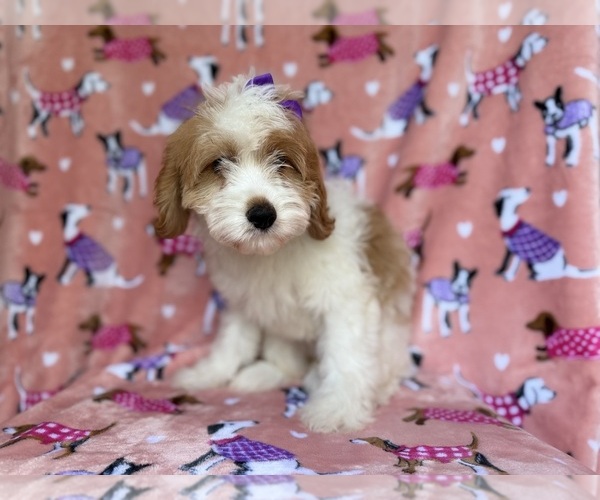 Medium Photo #4 Goldendoodle (Miniature) Puppy For Sale in LAKELAND, FL, USA
