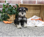 Small #5 Schnauzer (Miniature)