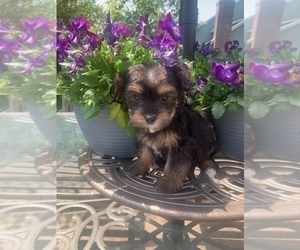 YorkiePoo Dog for Adoption in NOBLESVILLE, Indiana USA