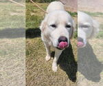 Small #5 Great Pyrenees Mix