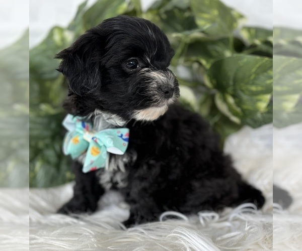 Medium Photo #18 Morkie Puppy For Sale in ROCK STREAM, NY, USA