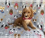 Small #6 Cavapoo (Miniature)