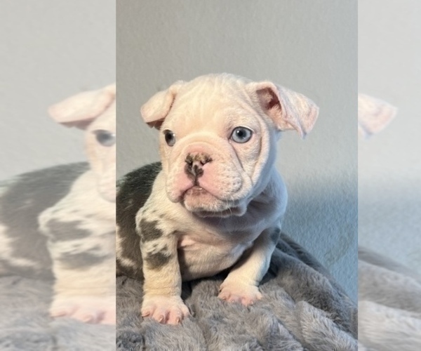 Medium Photo #6 English Bulldog Puppy For Sale in LOUISVILLE, KY, USA