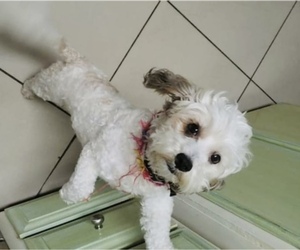 Mother of the Maltipoo (Toy) puppies born on 12/17/2025