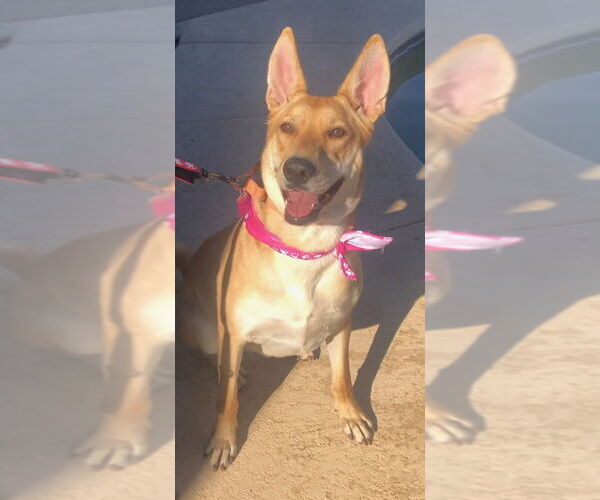 Medium Photo #4 Carolina Dog Puppy For Sale in Oro Valley, AZ, USA