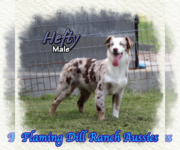 Medium Photo #1 Miniature Australian Shepherd Puppy For Sale in FORESTBURG, TX, USA