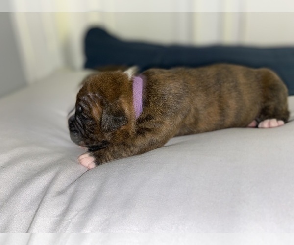 Medium Photo #4 Boxer Puppy For Sale in WEST COLUMBIA, SC, USA
