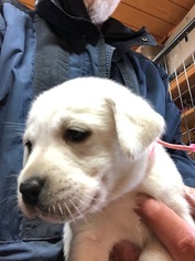 Labrador Retriever Puppy for sale in DALE, TX, USA