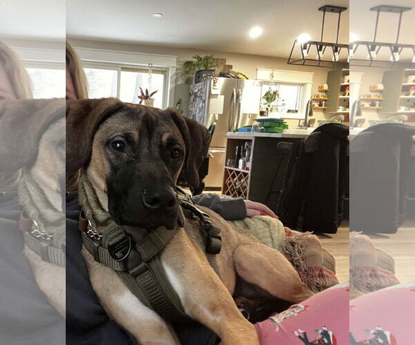 Medium Photo #9 Doberman Pinscher-Unknown Mix Puppy For Sale in Oro Medonte, Ontario, Canada