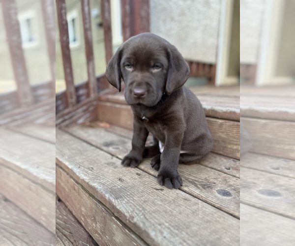Medium Photo #8 Labrador Retriever Puppy For Sale in LA CENTER, WA, USA