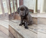 Small Photo #8 Labrador Retriever Puppy For Sale in LA CENTER, WA, USA
