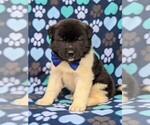 Small Photo #2 Akita Puppy For Sale in PARADISE, PA, USA