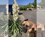 Small Photo #3 Mastiff Puppy For Sale in McMinnville, OR, USA