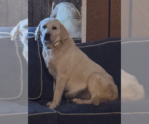 Mother of the Labrador Retriever puppies born on 05/14/2025