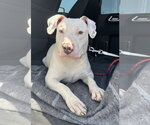 Frosty - Male Mutt Dog for Adoption - Small photo