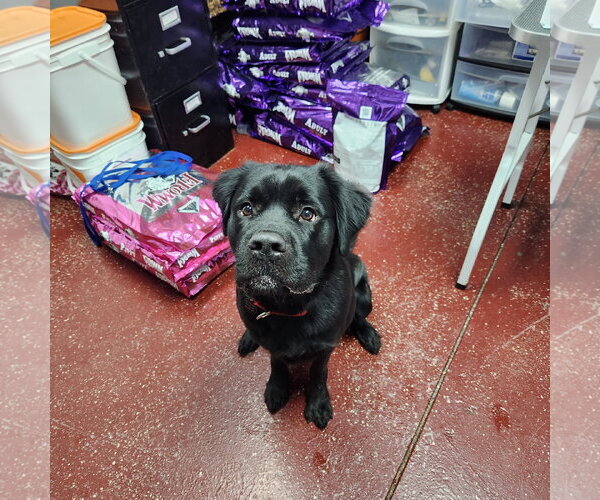 Medium Photo #6 Colonial Cocker Spaniel-Unknown Mix Puppy For Sale in Fargo, ND, USA