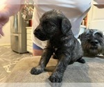 Small #1 Schnauzer (Giant)