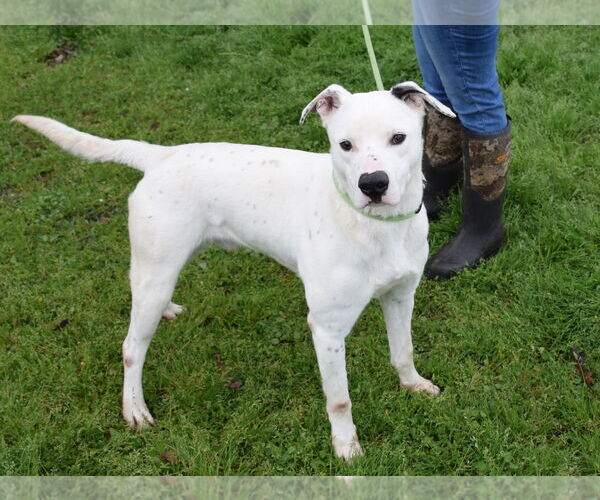 Medium Photo #9 Labrador Retriever-Unknown Mix Puppy For Sale in Anniston, AL, USA