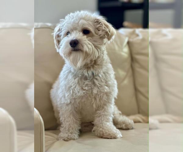 Medium Photo #3 Mutt Puppy For Sale in Oakley, CA, USA