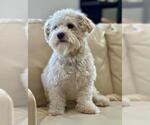 Small #2 Mutt