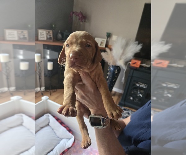 Medium Photo #6 Vizsla Puppy For Sale in PINCKNEY, MI, USA