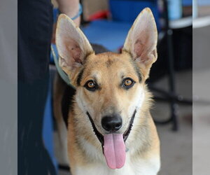Harrison - Male German Shepherd Dog Dog for Adoption - Photo #17