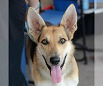 Small #16 German Shepherd Dog