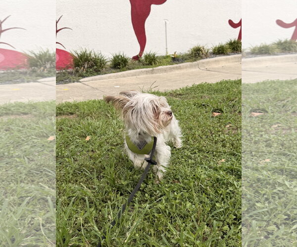 Medium Photo #8 Mutt Puppy For Sale in Sanford, FL, USA