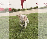 Small #7 Mutt