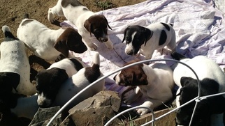 German Shorthaired Lab Puppy for sale in PENDLETON, OR, USA