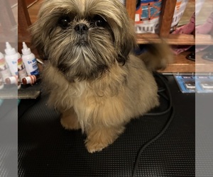 Shih Tzu Puppy for sale in BRIDGETON, NJ, USA