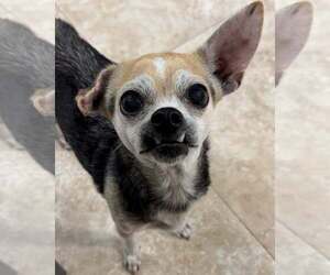 Chihuahua-Unknown Mix Dogs for adoption in Hilton Head, SC, USA