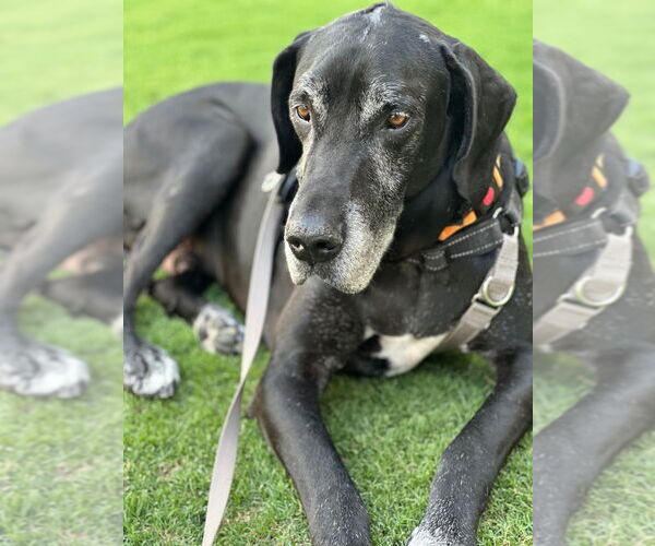 Medium Photo #3 Great Dane Puppy For Sale in Bullard, TX, USA