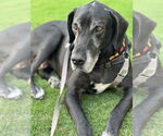 Small #2 Great Dane