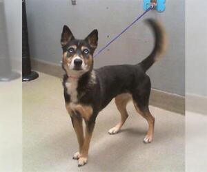 German Shepherd Dog-Siberian Husky Mix Dogs for adoption in Las Vegas, NV, USA