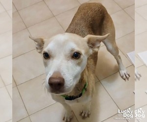 Nyla - Female Labrador Retriever-Unknown Mix Dog for Adoption - Photo #4