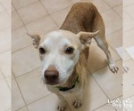 Small #3 Labrador Retriever Mix
