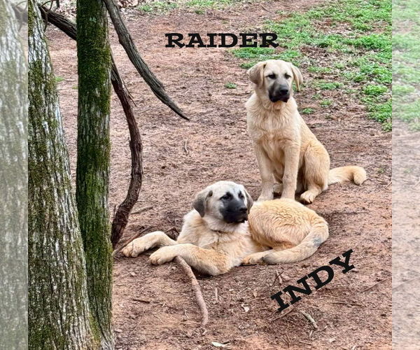 Medium Photo #2 Anatolian Shepherd-Great Pyrenees Mix Puppy For Sale in Higley, AZ, USA