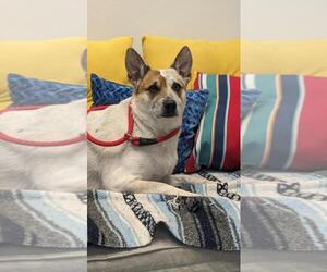 Mutt Dogs for adoption in Lacombe, LA, USA