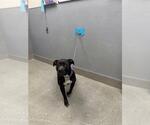 Small Mutt