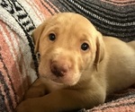 Small #6 Labrador Retriever