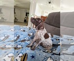 Small #11 German Shorthaired Pointer