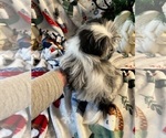 Small Photo #6 Shih Tzu Puppy For Sale in LEBANON, OR, USA