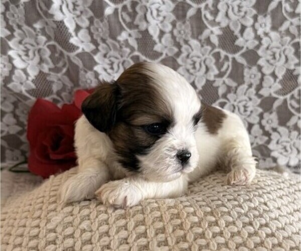 Medium Photo #2 Cavachon-Shih Tzu Mix Puppy For Sale in THORP, WI, USA
