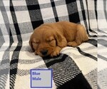 Puppy Blue Golden Retriever
