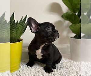 Medium French Bulldog