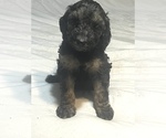 Small Photo #1 Doodle-Poodle (Standard) Mix Puppy For Sale in DESTIN, FL, USA