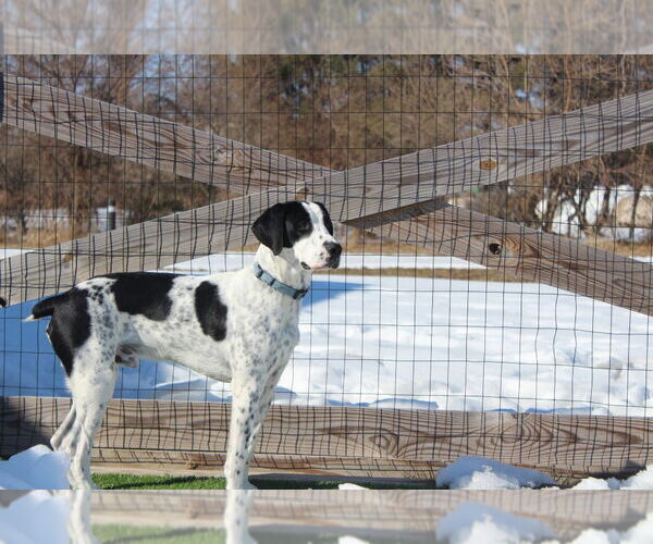 Medium Photo #2 Colonial Cocker Spaniel-Pointer Mix Puppy For Sale in Chestertown, MD, USA