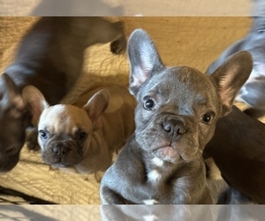 French Bulldog Puppy for sale in DEER PARK, TX, USA