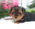 Small Photo #1 Yorkshire Terrier Puppy For Sale in HILLSBORO, TX, USA